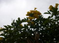 ecuador-cuenca-flowers