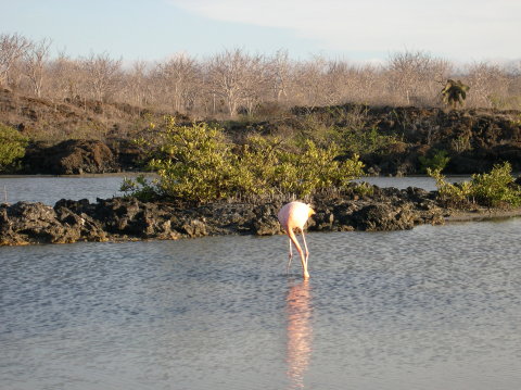 galapagos-flamingo1