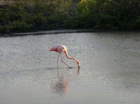 galapagos-flamingo5