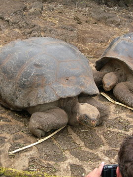 galapagos-giant-turtles2