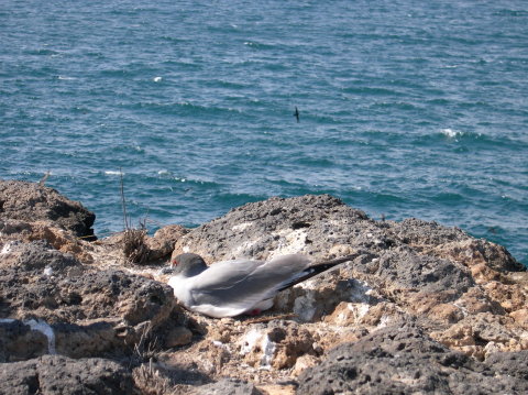 galapagos-rocks-bird-sea