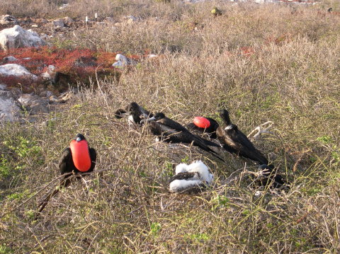galapagos-red-collar-birds 4