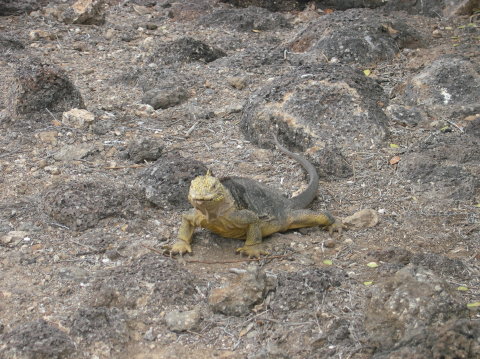 galapagos-yellow-iguana-2