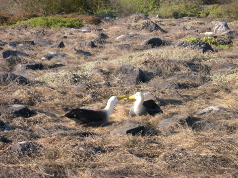 galapagos-albatros-1