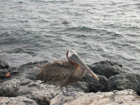 galapagos-pelican
