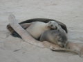 galapagos-sealions-sleeping-on-wood