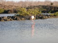galapagos-flamingo2