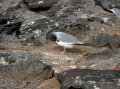 galapagos-rocks-gull