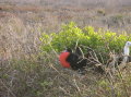 galapagos-bird-red-collar1