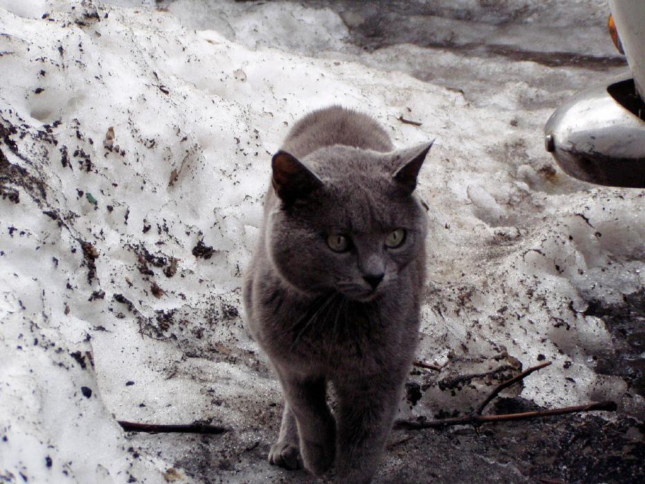 grey-cat-bucharest-1