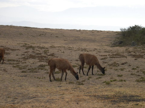 ecuador-lamas