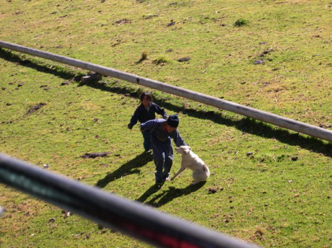 ecuador-nariz-del-diablo-kids-dog