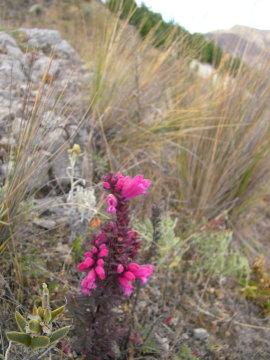 ecuador-laguna-quilotoa-flower2