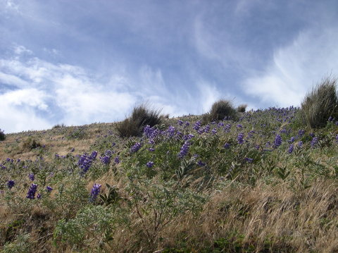 ecuador-laguna-quilotoa-flowers-3