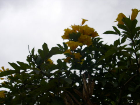 ecuador-cuenca-flowers