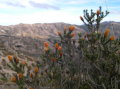 ecuador-laguna-quilotoa-flowers-2