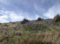 ecuador-laguna-quilotoa-flowers-3