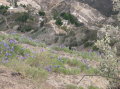 ecuador-laguna-quilotoa-flowers