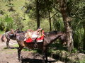 ecuador-banos-horses