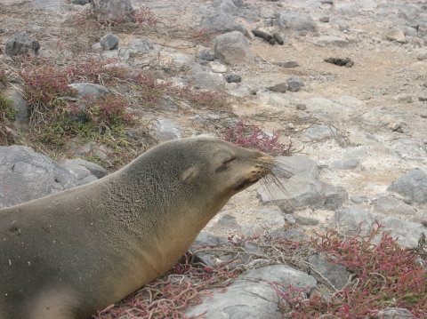 galapagos-sealion-close