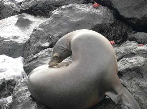 galapagos-seal-scratching