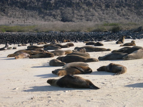 galapagos-sealion-colony