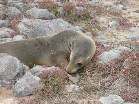 galapagos-sealion-shy