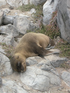 galapagos-sealion-baby-sleap