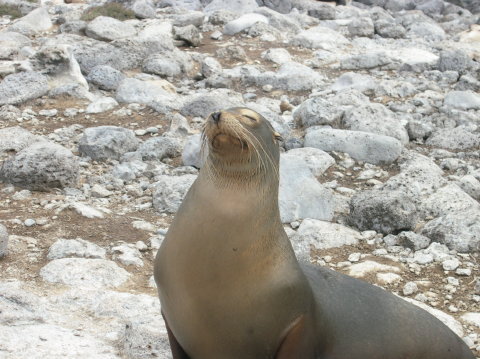 galapagos-sealion-proud