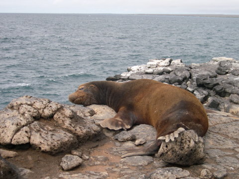 galapagos-furr-sealion1