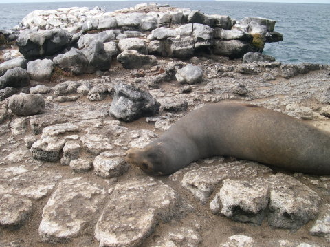 galapagos-rocks-sealion2