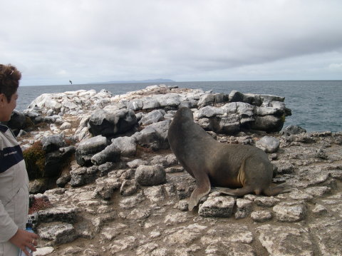 galapagos-selion4