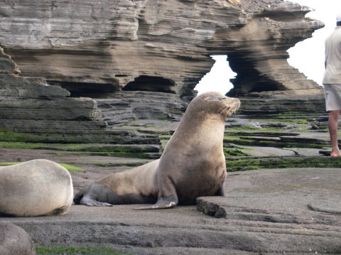 galapagos-sealion4