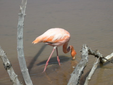galapagos-flamingo7