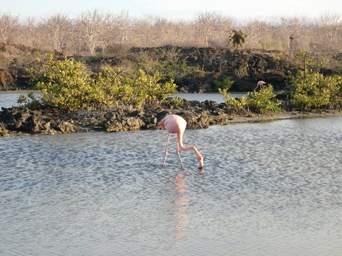 galapagos-flamingo3