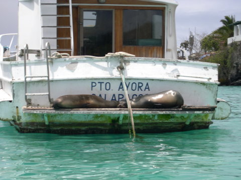 galapagos-seals-boat