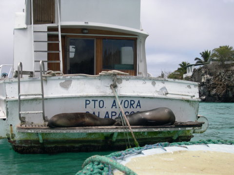 galapagos-seals-boat-2