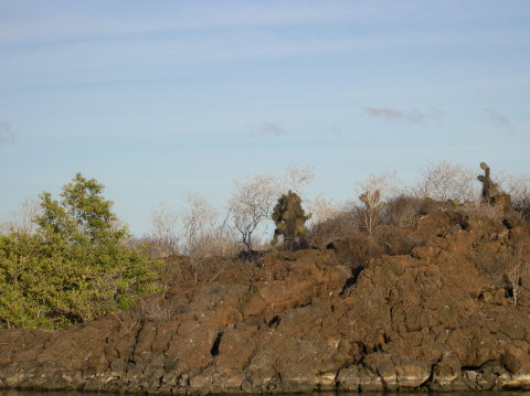 galapagos-land