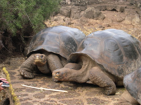 galapagos-giant-turtles-4