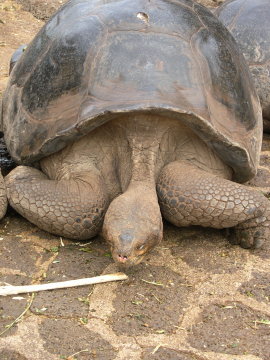 galapagos-giant-turtle-6