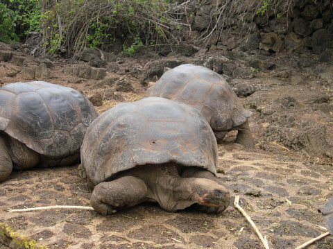 galapagos-giant-turtles-3