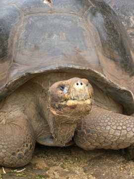 galapagos-giant-turtle-close2