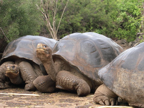 galapagos-giant-turtle5