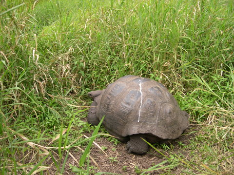 galapagos-giant-turtle-7