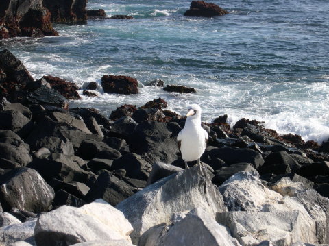 galapagos-booby-sea