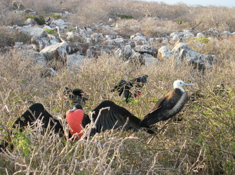 galapagos-red-collar 3