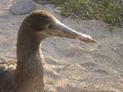 galapagos-booby-3