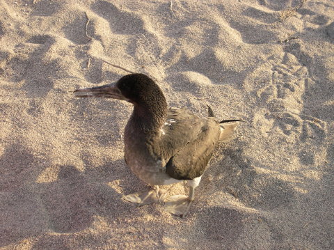 galapagos-booby