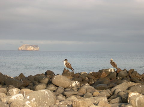 galapgos-blue-footed-boobies