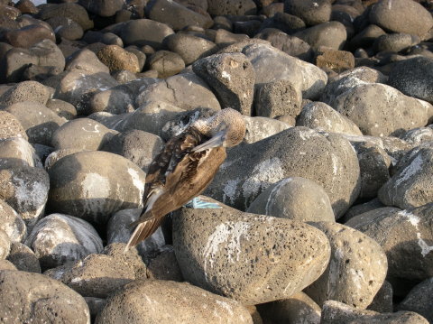 galapagos-boobie-rocks-2